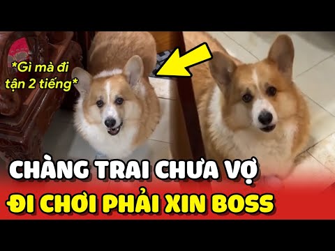 Chàng trai bất lực vì chưa vợ mà vẫn phải xin phép Chó để đi chơi 😂