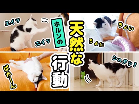 ちょっとおバカで天然な愛猫のおもしろ行動を集めてみました