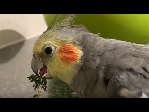 Birb Has a Good Thyme