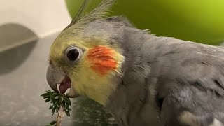 Birb Has a Good Thyme