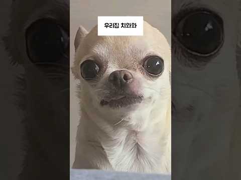 치와와는 둘로 나뉘어짐