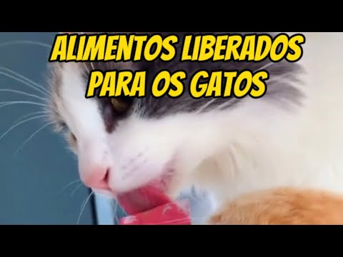 OQUE MEU GATO PODE COMER? VEJA OS MAIORES BENEFÍCIOS DOS ALIMENTOS PARA SEU GATO