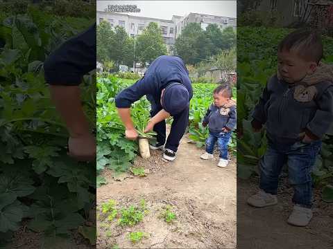 Theft of radish ☺️// #shorts #explain #shortsvideo