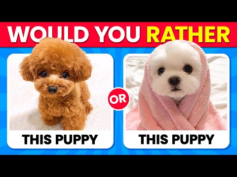 Would You Rather...? ANIMALS Edition 🐶😺 Quiz Time