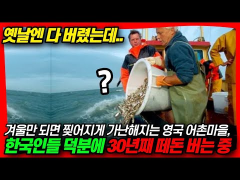 영국언론 BBC 대서특필! 가난한 영국어부들, 한국인 덕분에 떼돈 버는 이유｜영국에서 쓰레기인 줄 알았는데 전세계 생산량 99% 한국인이 전부 먹어치우는 중