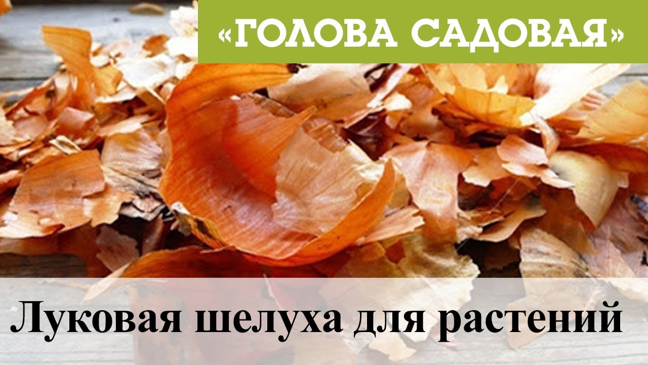 Луковая шелуха для растений