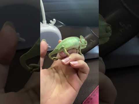 Part 2 masih ga berubah:( #animals #reptil #iguana #reptile #reptiles #hewan #bunglon #chameleon
