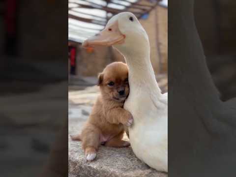 Puppy Thinking She is His Mother ❤️🥺 #shorts #doglover #puppy