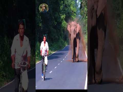 #jasoprakas #elephantchase