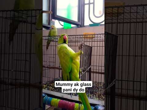mummy parrot #petbird #parrotvideos #greenparrot #talkingparrot #bird #mummy #mithu #talkingbird