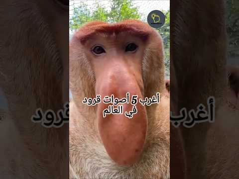 أصوات قرود غريبة ومضحكة😂🐵#حيوانات #shorts #قرد #معلومات #هل_تعلم #ترند #explore #ثقافة #قرود #قصص