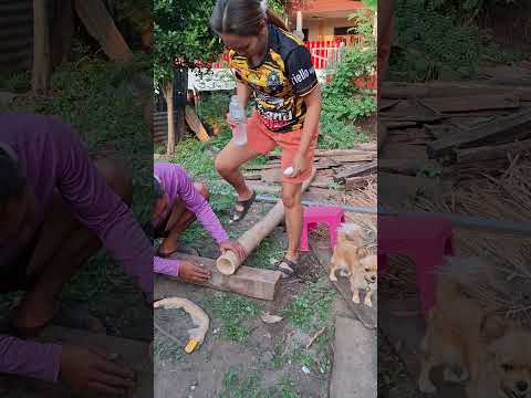 คลิปตลกฮาๆขำๆ #ตลกฮาๆ #funny #คู่รักสายฮา #comedy #automobile #memes #animals #humor