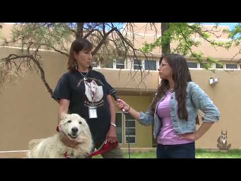 Student org brings real lobos to UNM campus