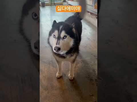 대화에 끼고 싶은 사춘기 허스키 #허스키 #시베리안허싀 #시베리안허스키 #강아지쇼츠 #dogs #huskylover #대형견 #husky #小狗 #perro #koreadogs