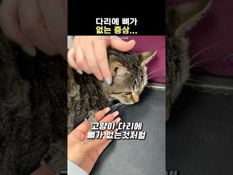 다리가 왜이러냥?
