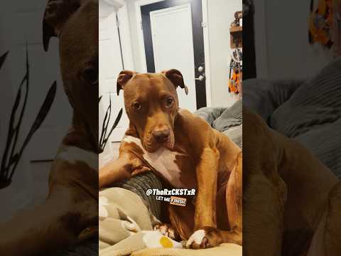 Fed Up With Not Being Fed! RxCKSTxR Comedy Voiceover