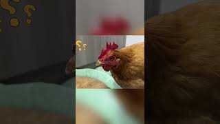 Tưởng mèo là mẹ