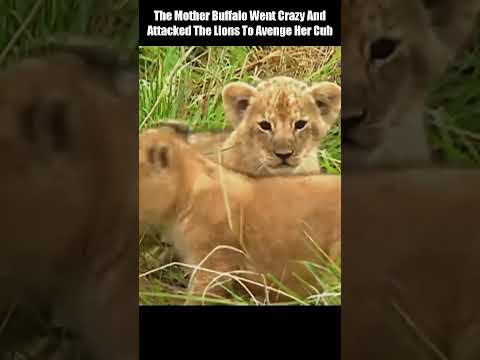 Mother Buffalo vs Lions #shorts