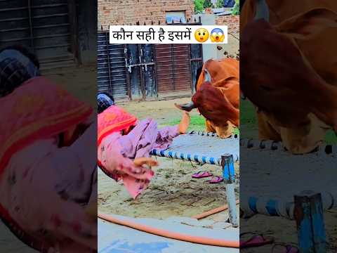 बताएं इसमें किसकी गलती है और कौन सही है जय गौ माता जय श्री कृष्णा जय माँ🙏💯 #foryou #cow #viral #new