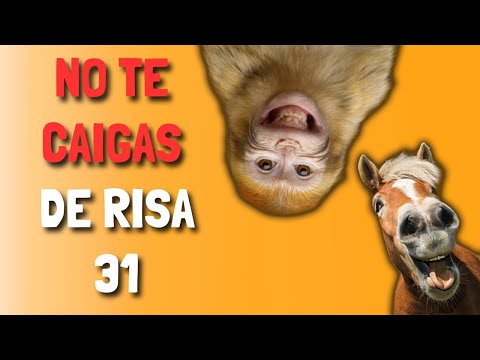 No te caigas de RISA   31