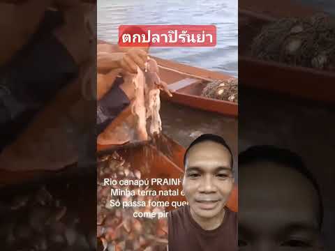 ตกปลาปิรันย่า #animalshorts  #หาปลา