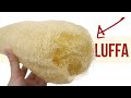 Luffa Processing and Uses