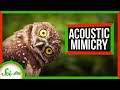 Burrowing Owls and Their Unique Adaptations