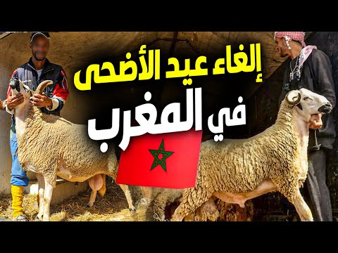 إلغاء عيد الأضحى في المغرب.. الكسابة في انتظار قرار الحسم | أغنام أسترالية منتظرة على موائد المغاربة