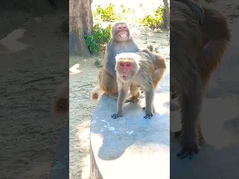 monkey funny comedy 🤣🤣🤣 #shorts #shortsfeed