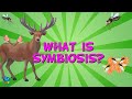 Understanding Symbiosis