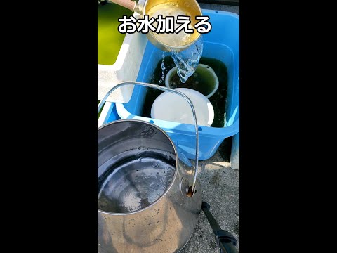 知らない子が混じってるメダカ水換え