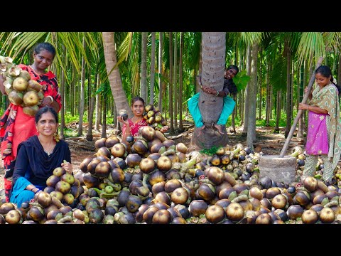 FRESH PALM FRUIT Hunting - Nungu (ice-apple) nannari Sarbath Recipe | ICE APPLE SARBATH