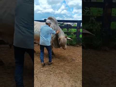 O Grande Touro, Nato FIV da N.Luz chegou da Central é agora segundo para Cobrir Novilhas a Pasto.