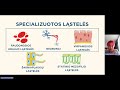 Biologijos pamoka: Specializuotos ląstelės
