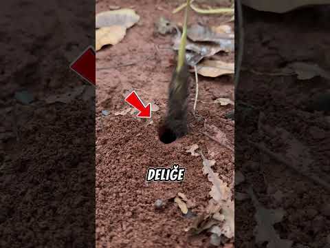 Doğada Akıllı Tuzak! Çin Usulü Böcek Avı 🐞🔍🐜