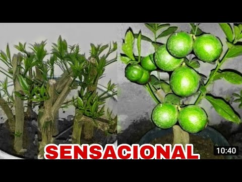 Técnica de ENRAIZAR GALHOS de qualquer FRUTÍFERA (gastando APENAS 1 REAL)
