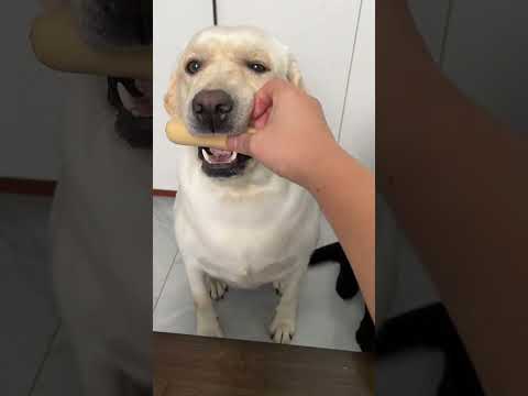 Dog: If you don’t eat this sausage, who doesn’t have some backbone? Cute pet debut plan, dogs' 📹 P63
