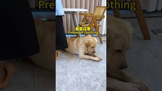 【旺仔很忙🐶wangzai is busy】狗子没有一个假动作....Dogs don't have a single false move ....