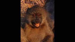 Baboon Sneezing