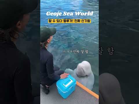 할 수 있다 벨루가 ㅋㅋㅋ 진짜 신기함