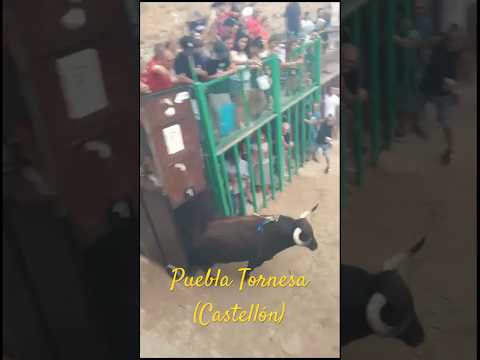 VIVAN LOS TOROS BRAVOS‼️FINCA EL TRAPÍO (Moncada) Valencia