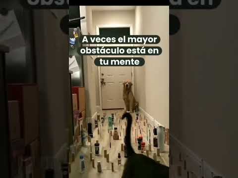 La mente es tu mayor fortaleza
