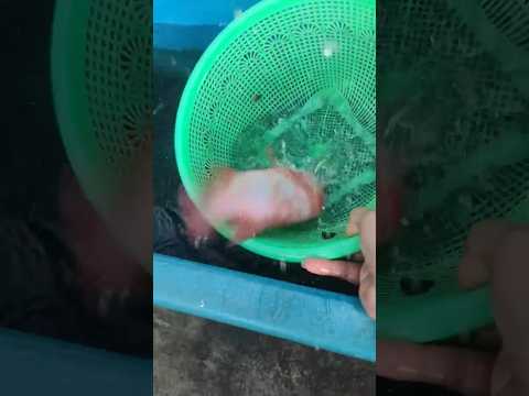 berburu ikan cupang aku dapat ikan besar banget 🐟🎉❤️ #shorts #trending #ikan #fishing #fish