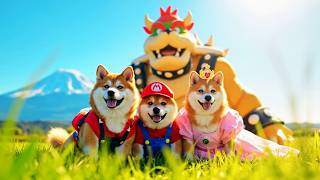 Puppy  Shiba Inu Mario and Puppy Princess Peach vs Bowser in Tokyo Japan
