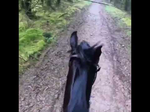 Teifi & Pie adventures... missing these happy times! #horse #horseriding #lurcher