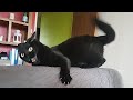 Understanding Cat Behavior and Activities