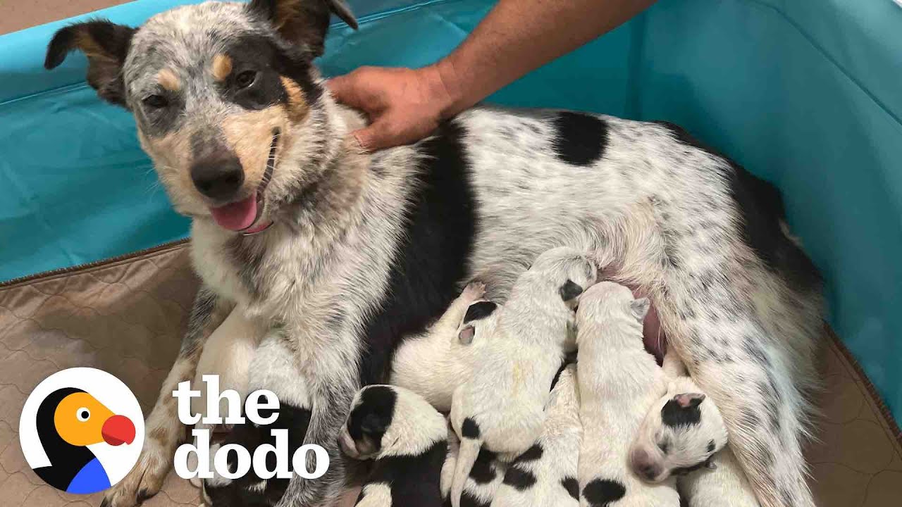 Pregnant Foster Dog Surprises Everyone With Her Tenth Puppy Foster Diaries