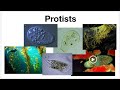 Eukaryotic Evolution and Classification