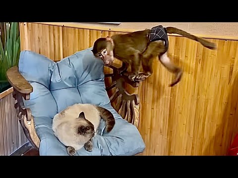 Вы ТОЛЬКО ПОСМОТРИТЕ как эти террористы достали кота! Надеюсь Басик выдержит!