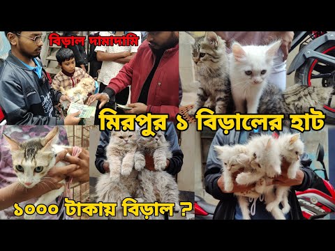 মিরপুর ১ বিড়ালের হাট_Persian,Mixed breed cat_Biraler dam 2025_persian kitten, bengal cat BD